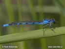 Common Blue Damselfly