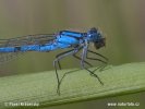 Common Blue Damselfly