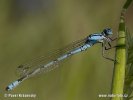 Common Blue Damselfly