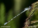 Common Blue Damselfly