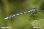 Common Blue Damselfly