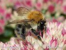 Common Carder-bee