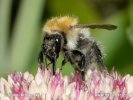 Common Carder-bee