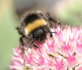 Common Carder-bee