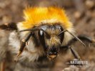 Common Carder-bee