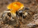 Common Carder-bee