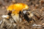 Common Carder-bee