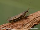 Common Damsel Bug