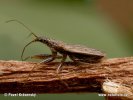 Common Damsel Bug