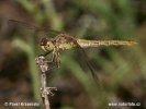 Common Darter Dragonfly