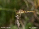 Common Darter Dragonfly