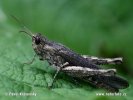Common field Grasshopper