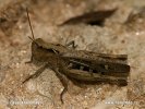 Common field Grasshopper