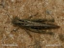 Common field Grasshopper