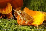 Common Grass Frog