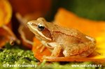 Common Grass Frog