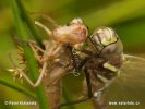 Common Hawker