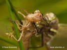 Common Hawker