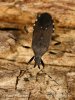 Common Stenocephalid Bug