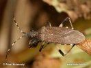 Common Stenocephalid Bug
