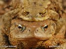 Common Toad