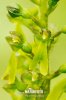 Common twayblade