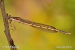 Common winter damsel