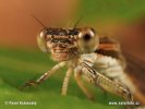 Common winter damsel