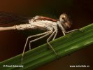 Common winter damsel