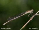 Common winter damsel