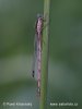 Common winter damsel