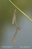 Common winter damsel