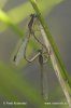 Common winter damsel