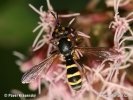 Conops quadrifasciatus