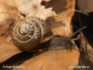 Copse Snail