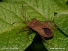 Coreus marginatus