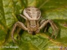 Crab Spider