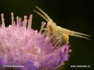 Crab Spider