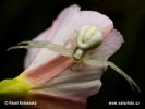 Crab Spider