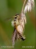 Crab Spider