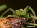 Crab Spider