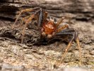 Crab Spider