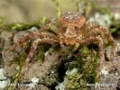 Crab Spider