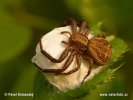 Crab Spider