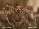 Crab Spider