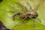 Crab Spider