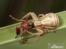 Crab Spider