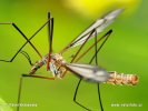 Crane Fly