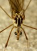 Crane Fly