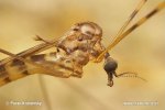 Cranefly